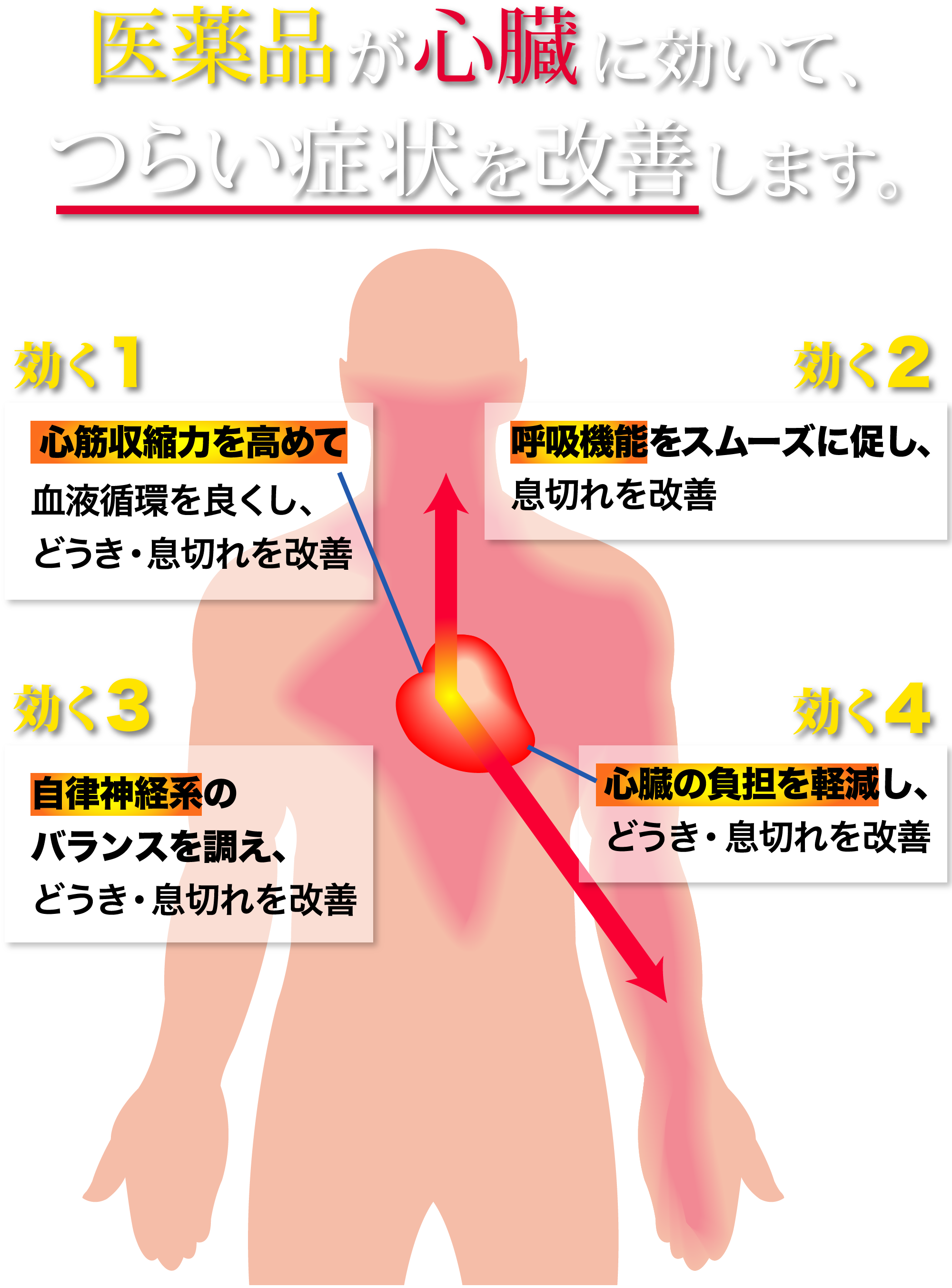 医薬品が心臓に効いて、つらい症状を改善します。１.心筋収縮力を高めて血液循環を良くし、動悸・息切れを改善 2.呼吸機能をスムーズに促し、息切れを改善 3.自律神経系のバランスを調え、どうき・息切れを改善  4.心臓の負担を軽減し、どうき・息切れを改善 5.頭からつま先まで、全身の血流を良くし、めまい・立ちくらみを改善
